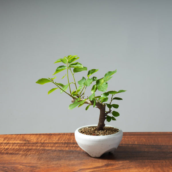 Lavender Star Flower Bonsai #270 - Bonsaify