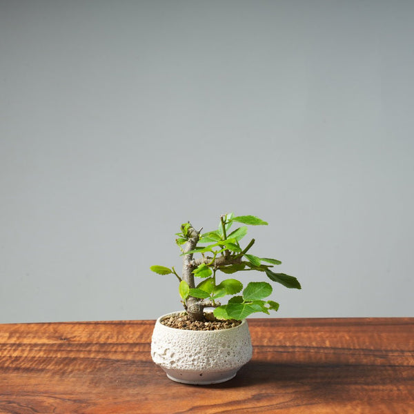 Lavender Star Flower Bonsai #272 - Bonsaify