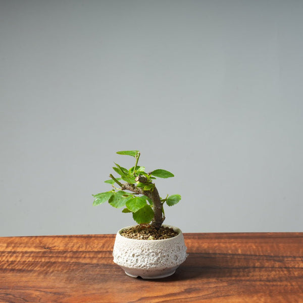 Lavender Star Flower Bonsai #272 - Bonsaify