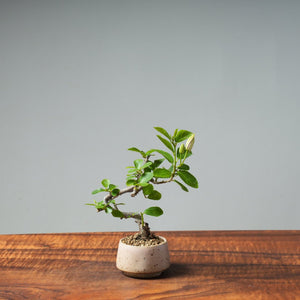 Lavender Star Flower Bonsai #273 - Bonsaify