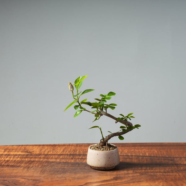 Lavender Star Flower Bonsai #273 - Bonsaify