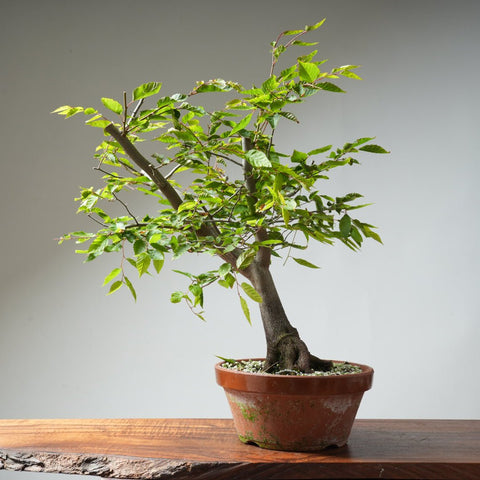 Loose Flowering Hornbeam 363 - Bonsaify