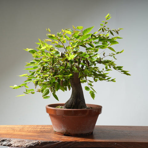 Loose Flowering Hornbeam 364 - Bonsaify