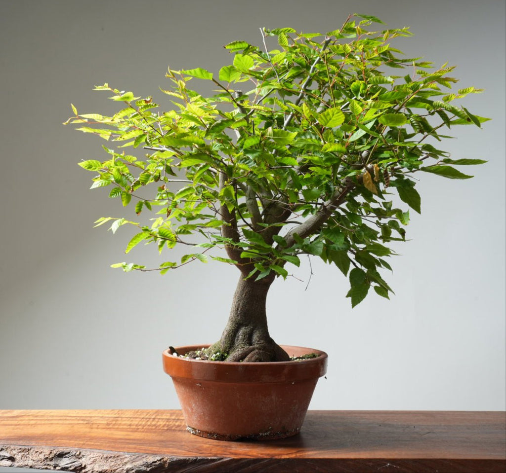 Loose Flowering Hornbeam 365 - Bonsaify