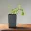 Loose Flowering Hornbeam Starters - Bonsaify