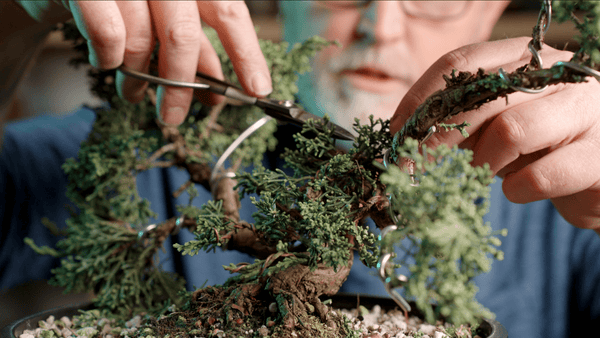 Mastering Shohin Juniper Bonsai: From Cutting to Show Tree - Bonsaify