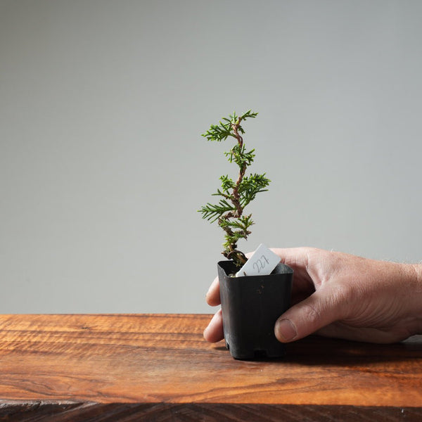 Mini Kishu Juniper #227 - Bonsaify