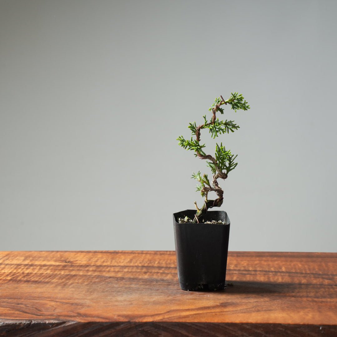 Mini Kishu Juniper #227 - Bonsaify