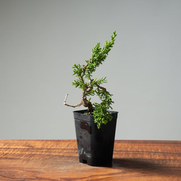 Mini Kishu Juniper #233 - Bonsaify