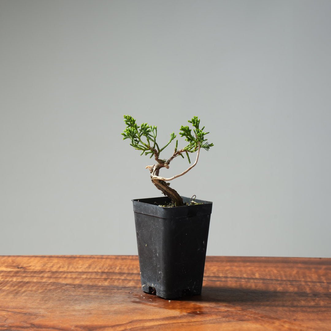 Mini Kishu Juniper #238 - Bonsaify