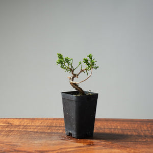 Mini Kishu Juniper #238 - Bonsaify