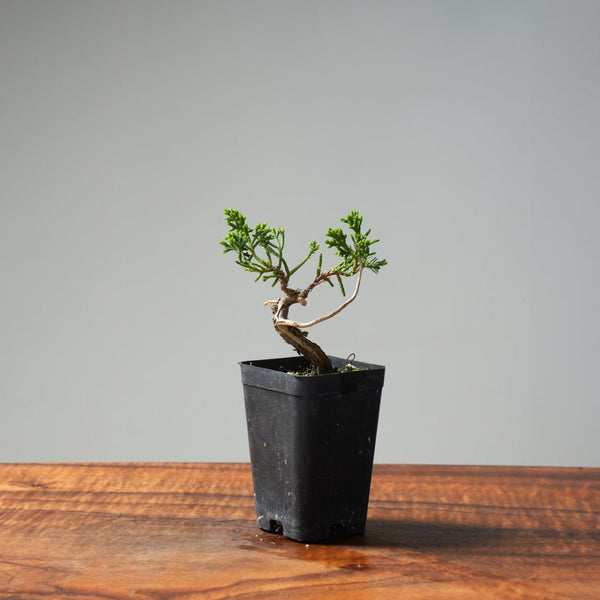 Mini Kishu Juniper #238 - Bonsaify