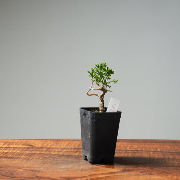 Mini Kishu Juniper #238 - Bonsaify