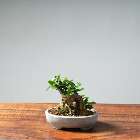Mini Olive Bonsai #10 - Bonsaify