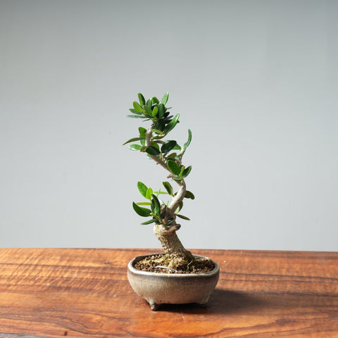Mini Olive Bonsai #12 - Bonsaify