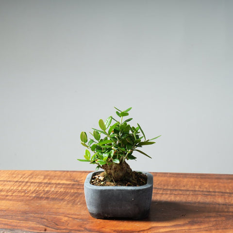 Mini Olive Bonsai #18 - Bonsaify