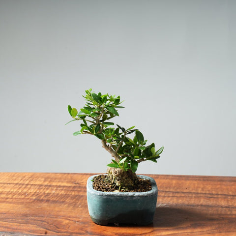 Mini Olive Bonsai #19 - Bonsaify