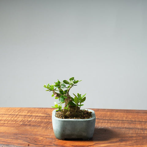 Mini Olive Bonsai #20 - Bonsaify