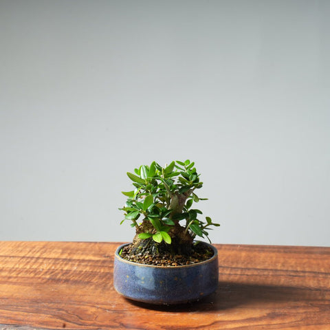 Mini Olive Bonsai #23 - Bonsaify