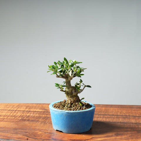 Mini Olive Bonsai #24 - Bonsaify