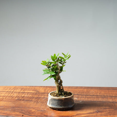 Mini Olive Bonsai #29 - Bonsaify