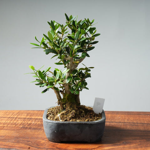 Mini Olive Bonsai #30 - Bonsaify