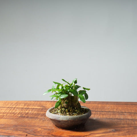 Mini Olive Bonsai #32 - Bonsaify