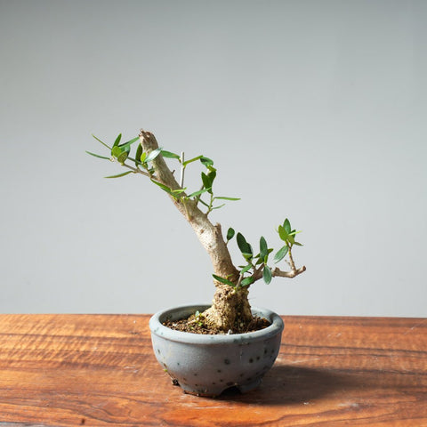 Mini Olive Bonsai #36 - Bonsaify
