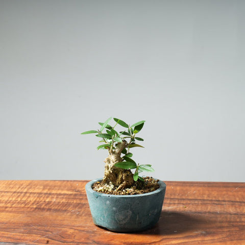 Mini Olive Bonsai #37 - Bonsaify