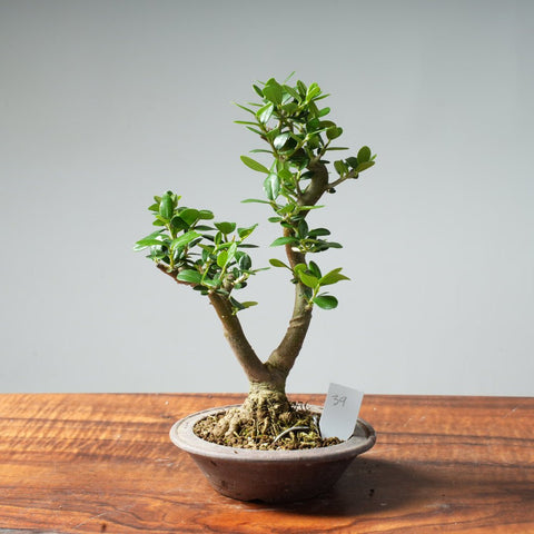 Mini Olive Bonsai #39 - Bonsaify