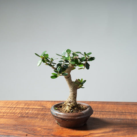 Mini Olive Bonsai #6 - Bonsaify