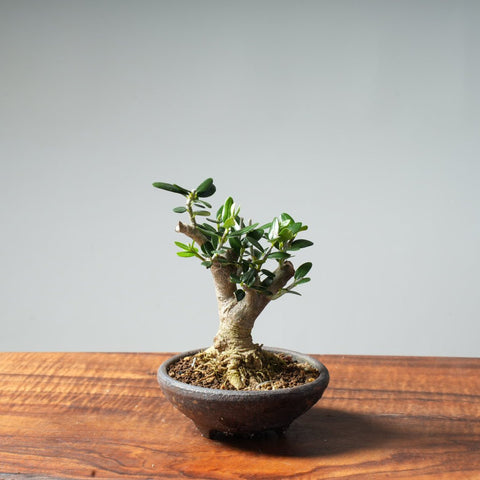 Mini Olive Bonsai #8 - Bonsaify