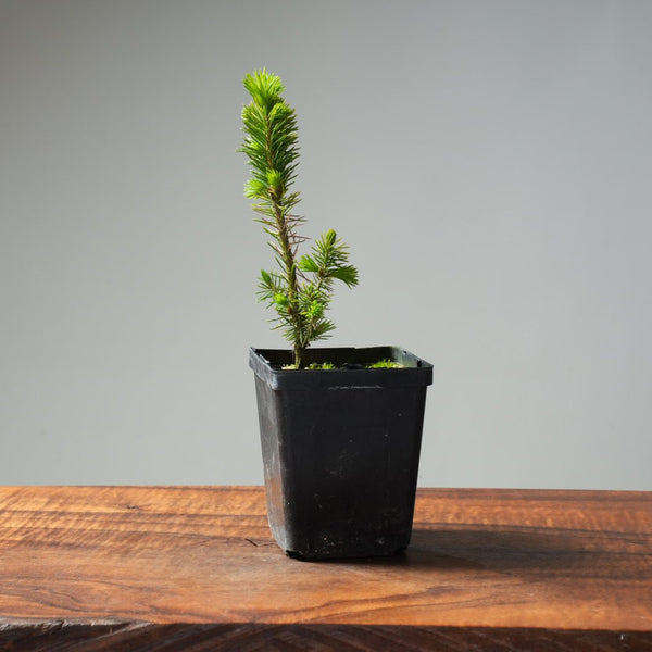 Mini Spruce Starter #199 - Bonsaify