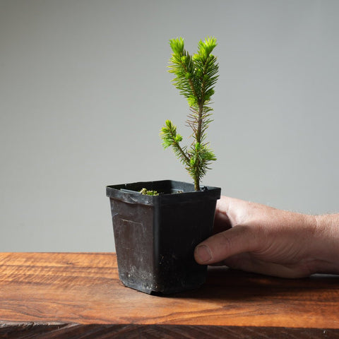 Mini Spruce Starter #199 - Bonsaify