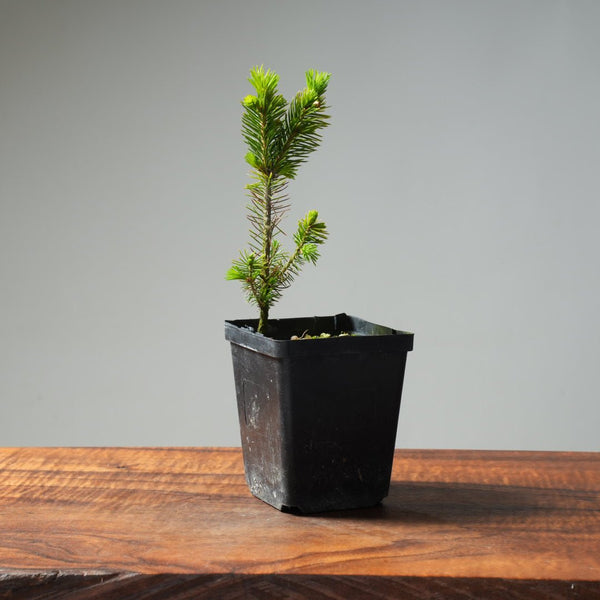 Mini Spruce Starter #199 - Bonsaify