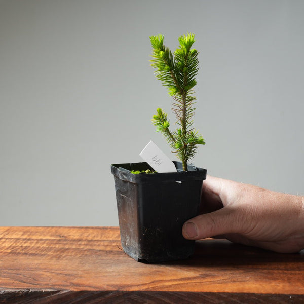 Mini Spruce Starter #199 - Bonsaify