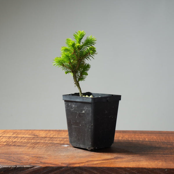 Mini Spruce Starter #200 - Bonsaify