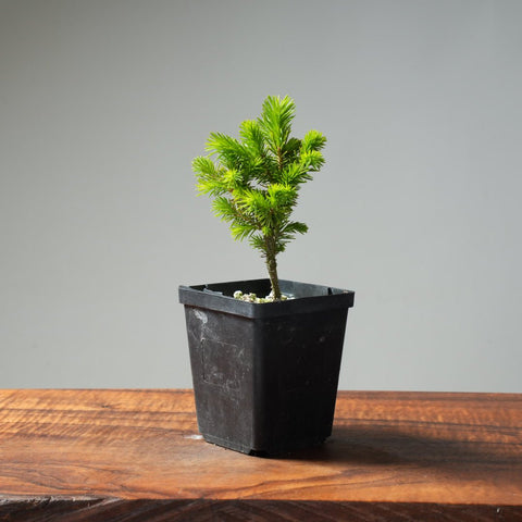 Mini Spruce Starter #200 - Bonsaify