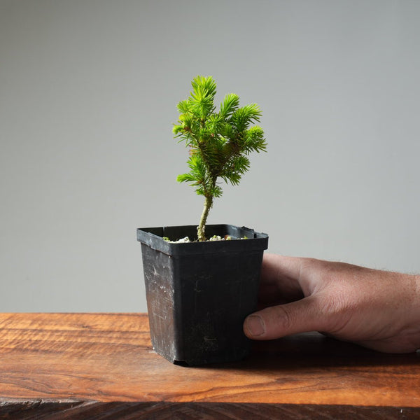 Mini Spruce Starter #200 - Bonsaify