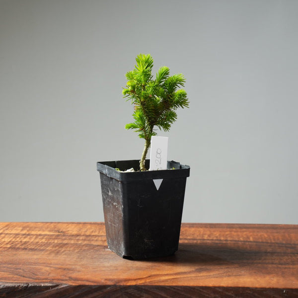 Mini Spruce Starter #200 - Bonsaify