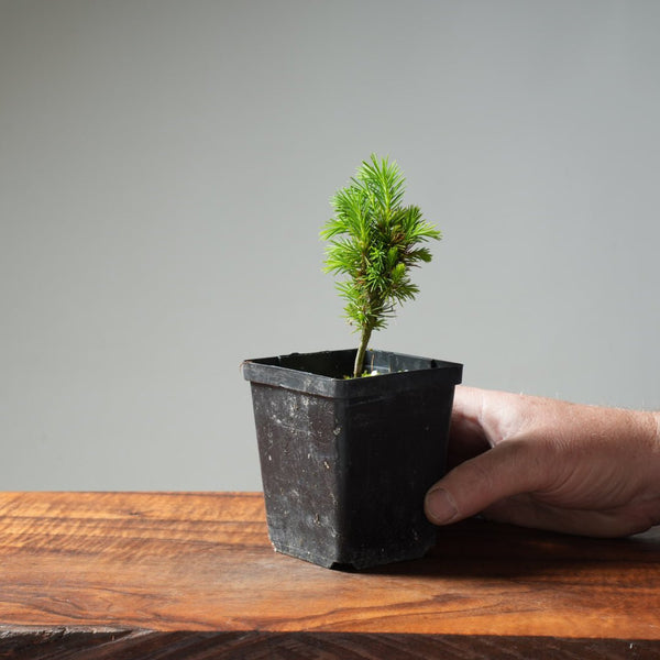 Mini Spruce Starter #201 - Bonsaify