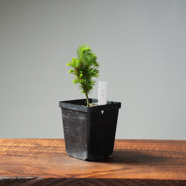 Mini Spruce Starter #201 - Bonsaify