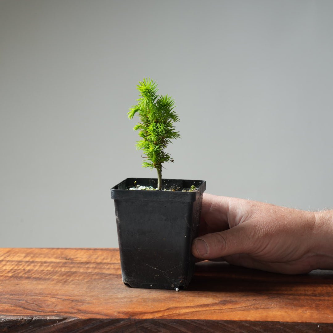 Mini Spruce Starter #201 - Bonsaify