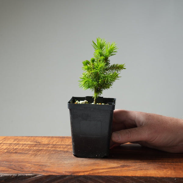 Mini Spruce Starter #202 - Bonsaify