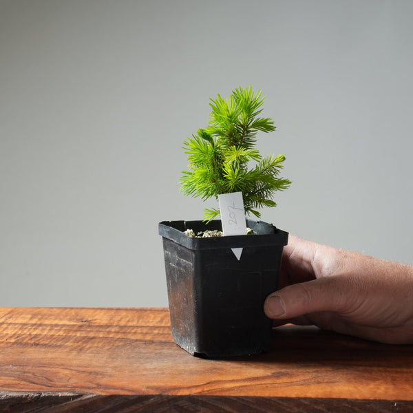 Mini Spruce Starter #202 - Bonsaify