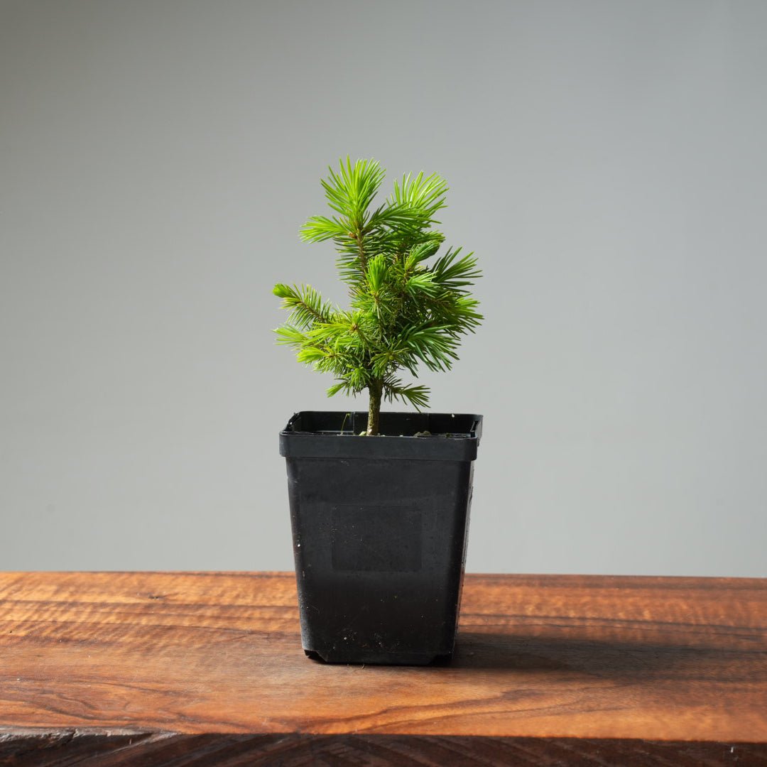 Mini Spruce Starter #202 - Bonsaify