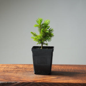 Mini Spruce Starter #202 - Bonsaify