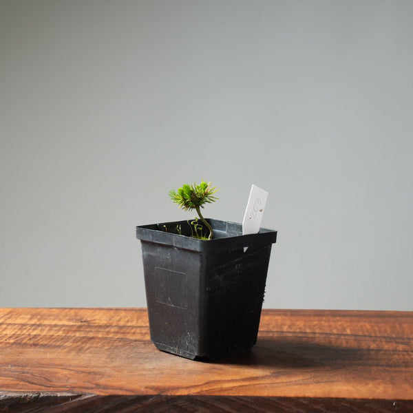 Mini Spruce Starter #203 - Bonsaify