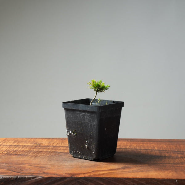 Mini Spruce Starter #203 - Bonsaify