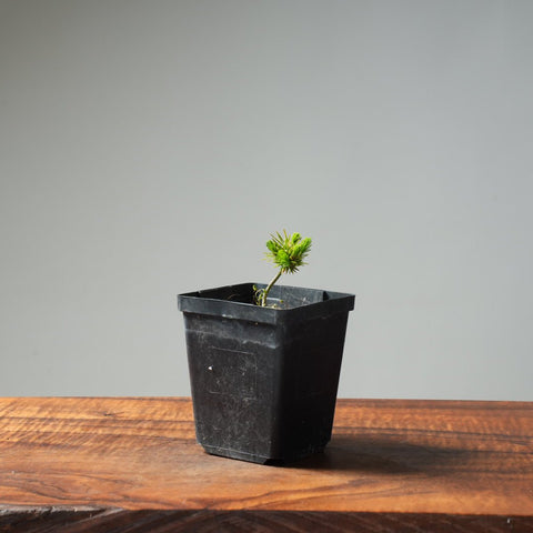 Mini Spruce Starter #203 - Bonsaify